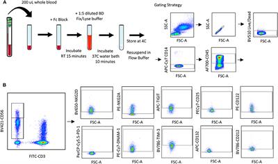 A Method of Assessment of Human Natural Killer Cell Phenotype and Function in Whole Blood
